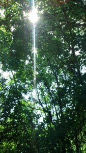 Sunlight in trees